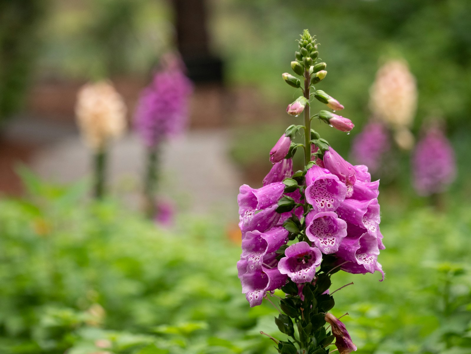 purple-petaled flowers