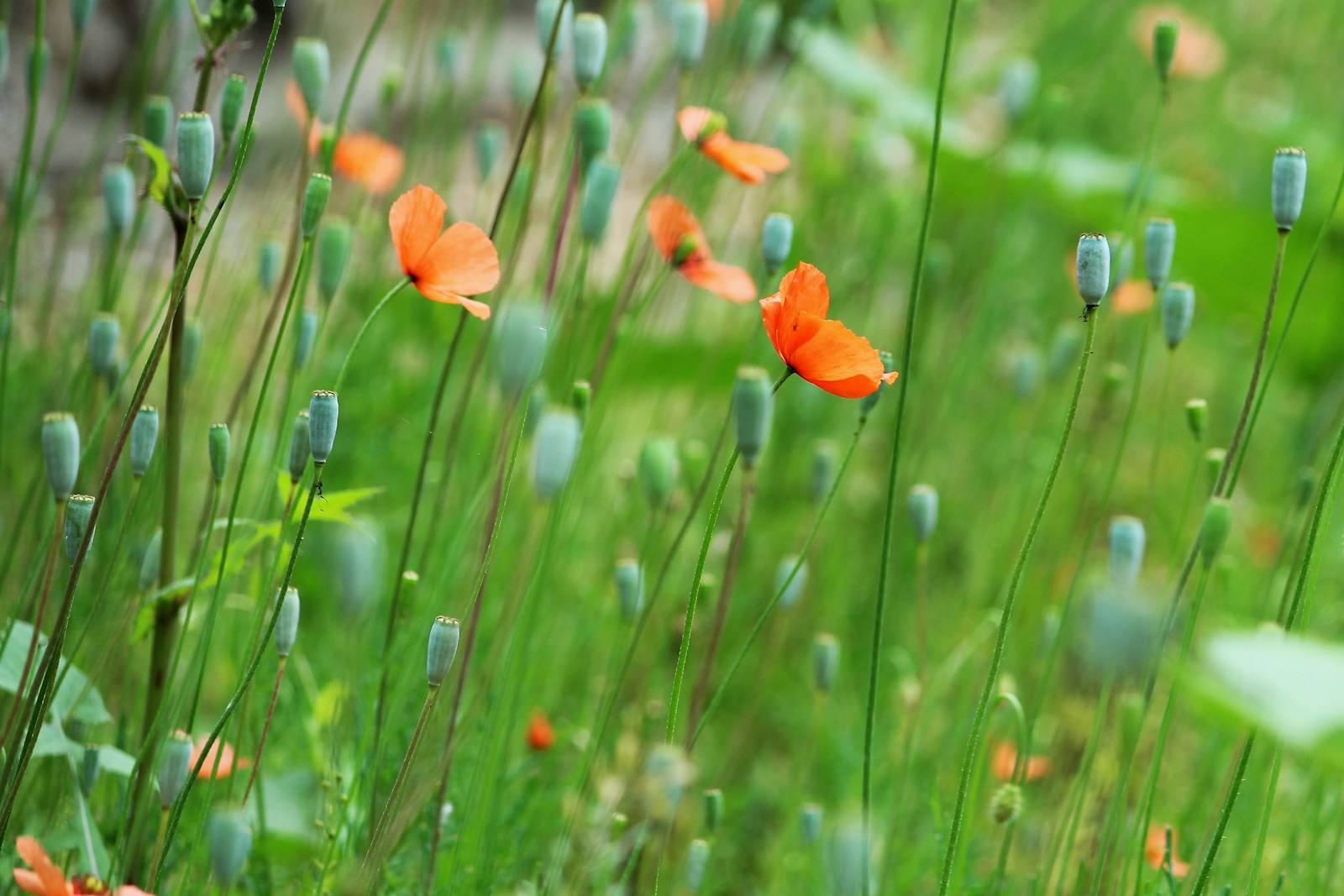 shallow focus photography of orange flowering plant