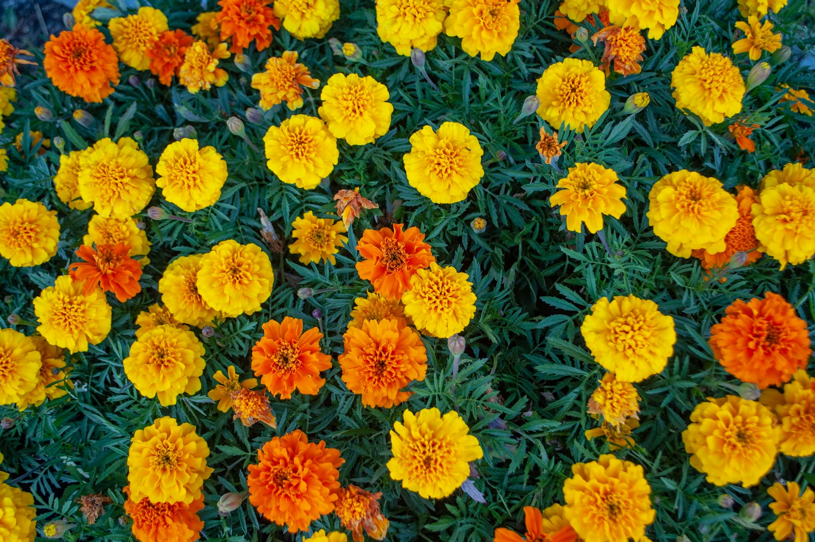 Photo by Ksenia a bunch of orange and yellow flowers in a garden