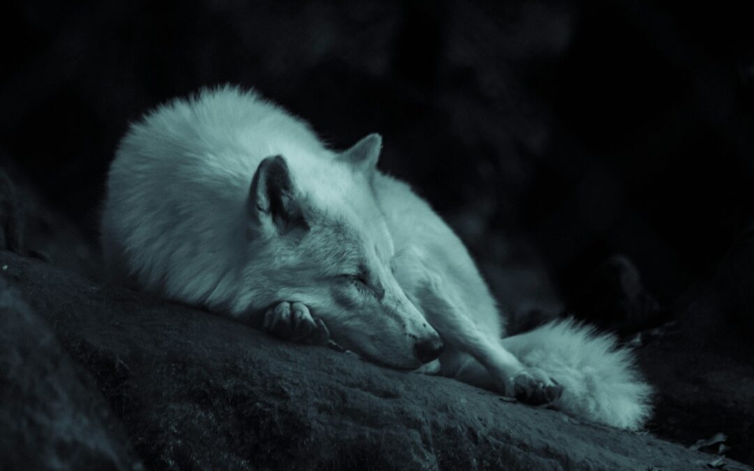 Wolf Moon and Full Moon in Leo: Illuminating the Heart’s Truths